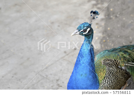 Portrait of a beautiful blue peacock on a gray background Portrait of a beautiful blue peacock on a gray background 57556811