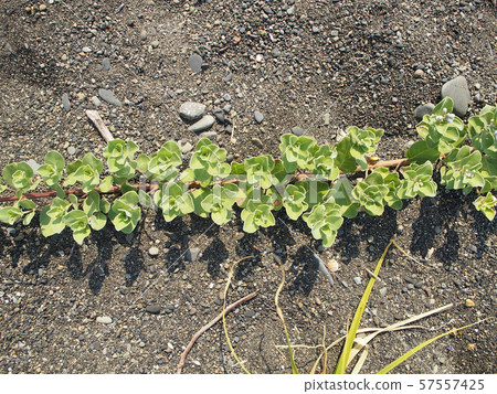 與蛤蜊的沙灘 57557425