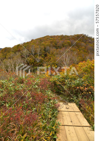 Autumn leaves of Hakuba Goryu 57557820