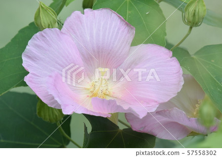 Wolf in the park 57558302