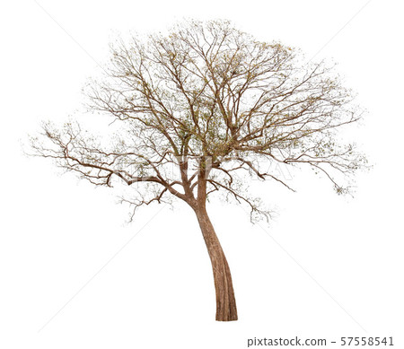 Single old big and dead tree dead isolated on Single old big and dead tree dead isolated on 57558541