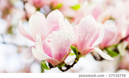 magnolia soulangeana blossoming, spring time 57558756
