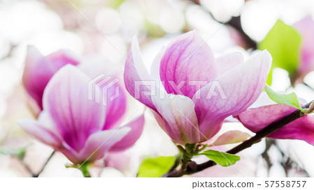 magnolia soulangeana blossoming, spring time 57558757