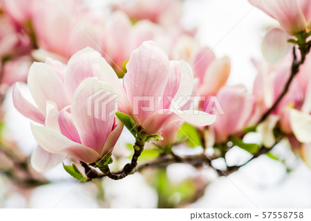 magnolia soulangeana blossoming, spring time 57558758