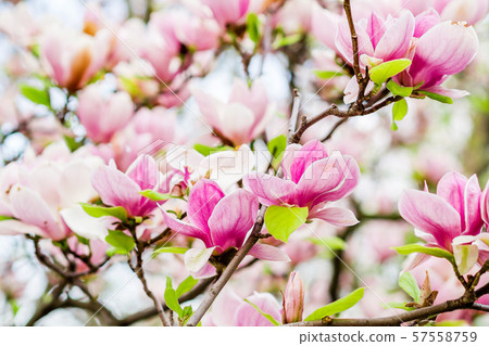 magnolia soulangeana blossoming, spring time 57558759