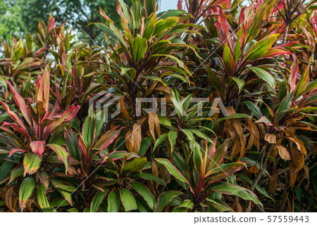 Green leaves background. Natural tropical background nature forest jungle foliage 57559443