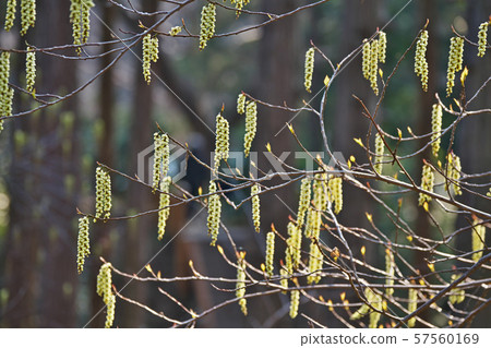 乳白色的花 57560169