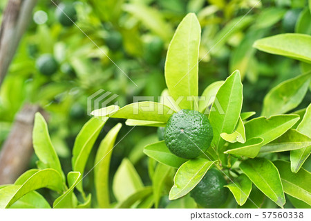 Still green seeker fruit 57560338