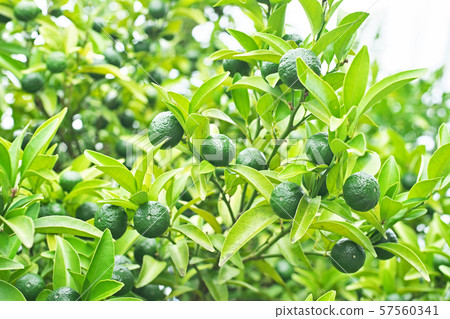 Still green seeker fruit 57560341