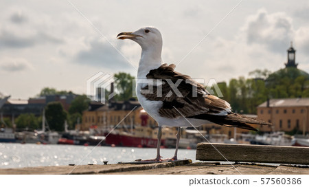 Great black backed gull on the pier 57560386