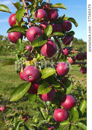 many red apples in tree orchard organic fruit farm  57560479