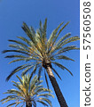 Palm Palm 57560508