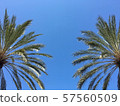 Palm Palm 57560509
