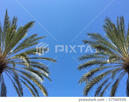 手掌 手掌 57560509