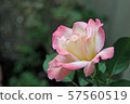 Rose of pink Rose of pink 57560519
