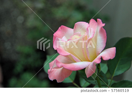 Rose of pink 57560519