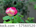 Rose of pink Rose of pink 57560520