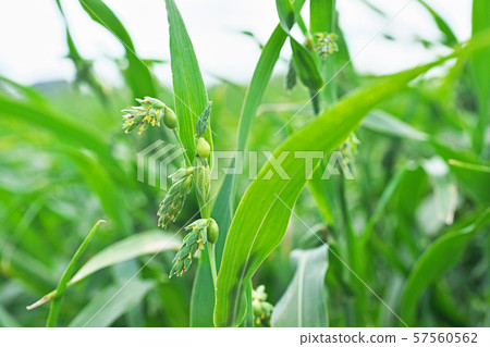 Yellow juzdama flower Yellow juzdama flower 57560562