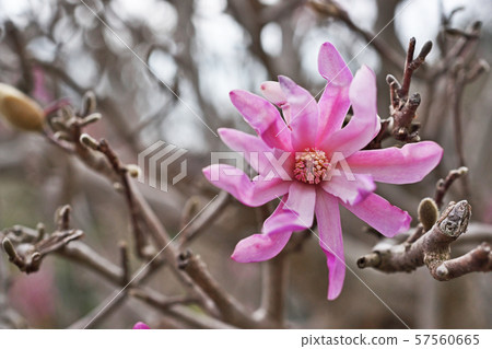 Purple beetle flower 57560665