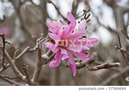 Purple beetle flower 57560669