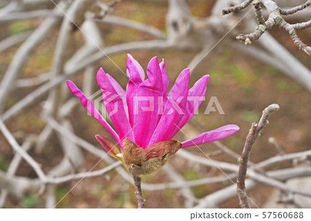 Purple beetle flower 57560688