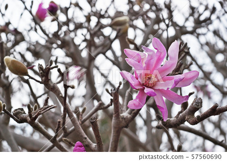 Purple beetle flower 57560690