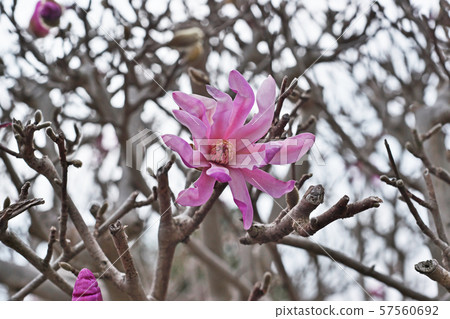 Purple beetle flower 57560692