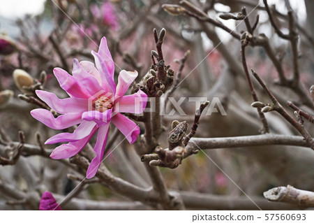 Purple beetle flower 57560693