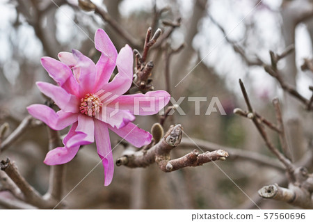 Purple beetle flower 57560696