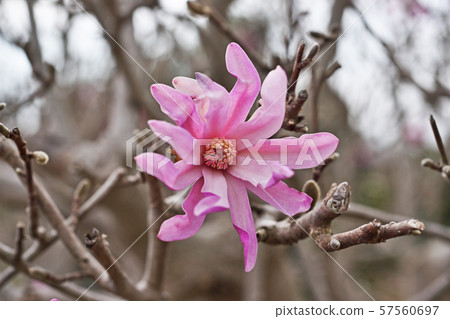 Purple beetle flower 57560697