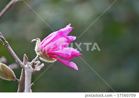 Purple beetle flower 57560709