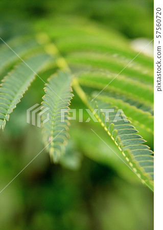 Nemnoki leaves 57560720