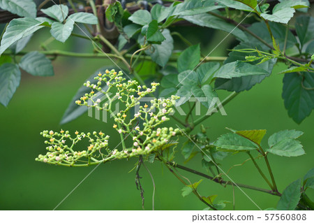 Yabgarashi flower with lots of small flowers 57560808