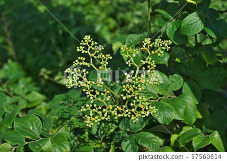 Yabgarashi花有很多小花 Yabgarashi花有很多小花 57560814