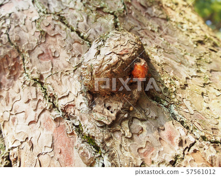 Pine sap Pine sap 57561012