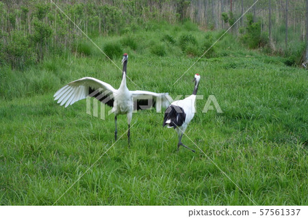 北海道Tancho起重機1的舞蹈 57561337