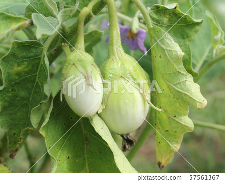 Eggplant, Eggplant in garden , Eggplant growing in 57561367
