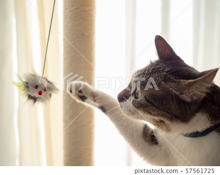 Cat playing with a cat-brat Cat playing with a cat-brat 57561725