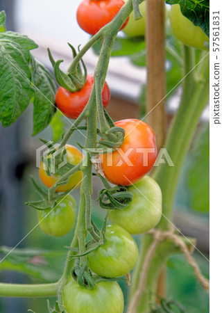 Garden tomato - toamtos on a vine 57561831