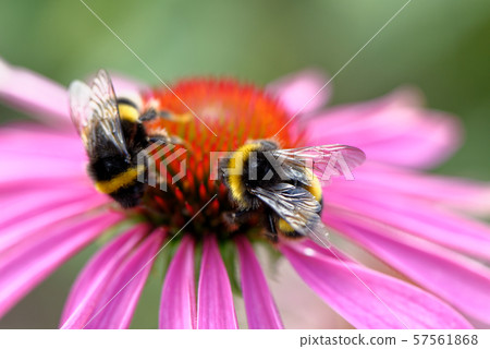 European honey bee on the flower 57561868