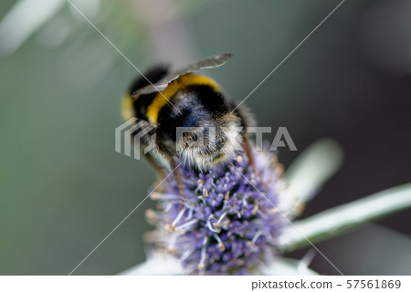European honey bee on the flower 57561869