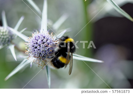 European honey bee on the flower 57561873