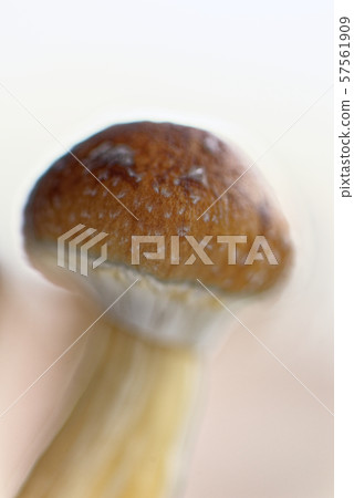 Ecuador magic mushroom - Ecuadorian Psilocybe Ecuador magic mushroom - Ecuadorian Psilocybe 57561909