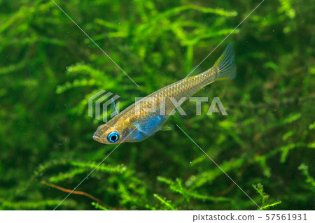 Wild medaka Wild medaka 57561931
