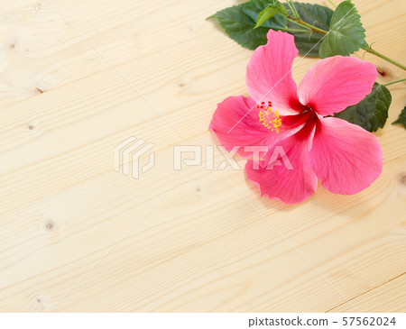 Pink hibiscus flower on a wooden floor. Pink hibiscus flower on a wooden floor. 57562024
