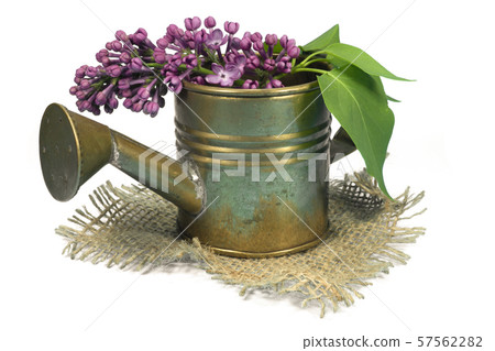 Purple lilac blossoms in a copper watering can Purple lilac blossoms in a copper watering can 57562282