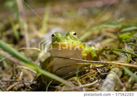 Frog posing for the camera and smiling Frog posing for the camera and smiling 57562283
