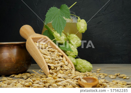 Branch of fresh hops on plant with barley seeds Branch of fresh hops on plant with barley seeds 57562285