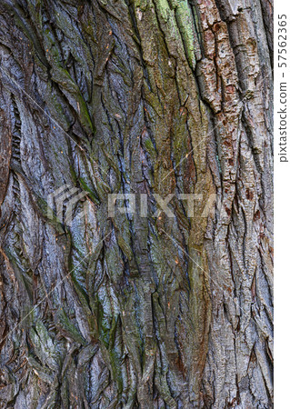 Old Oak Tree Background Texture Old Oak Tree Background Texture 57562365