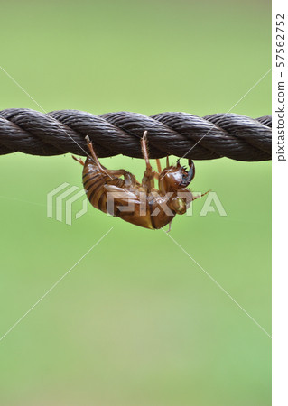 Cicada shell Cicada shell 57562752